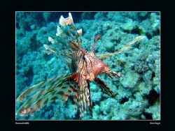 Common lionfish (evolving). This guy got right in my face... by Sean Cooper 